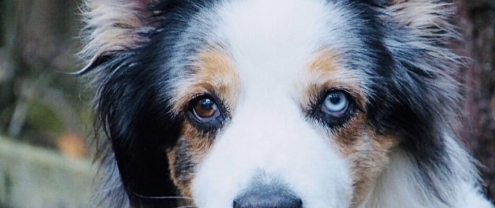 Unsere Adjudanten. Hunde in der Schöpfungsordnung Unsere Adjudanten. Hunde in der Schöpfungsordnung